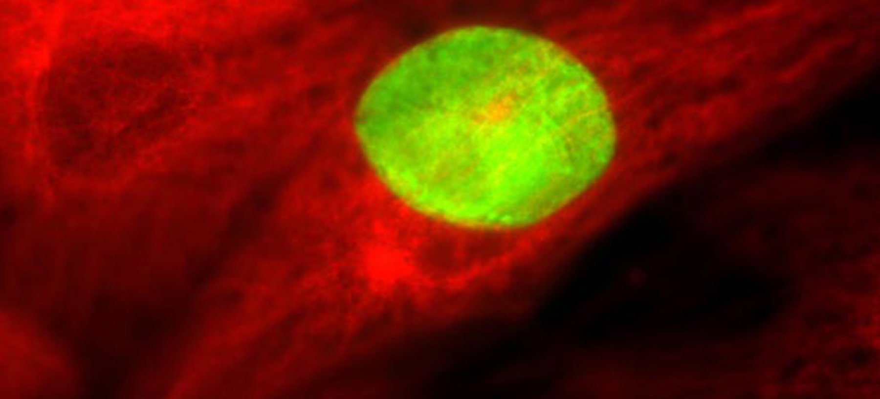 A highly magnified, close-up view of a biological cell under a microscope, showing a bright green fluorescent nucleus centered against a dark red textured background.